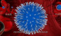 医学动画制作细胞结构3D视频